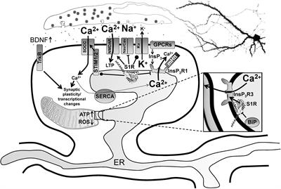 Neuronal Sigma-1 Receptors: Signaling Functions and Protective Roles in Neurodegenerative Diseases